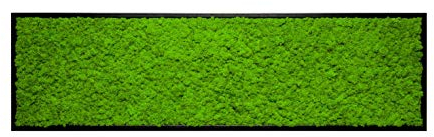 Islandmoosbild Moosbild Islandmoos Rentiermoos Moos Moosbilder Wandbild Wanddeko Wandbilder mit Island Moss Mooswand Pflanzenbild Bilder Deko mit Holzrahmen Bilderrahmen (140 x 40 cm, Schwarz)