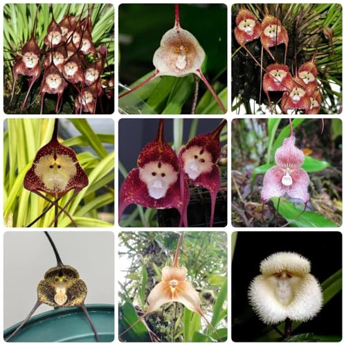 semi di orchidea faccia di scimmia, orchidea faccia di scimmia Dracula simia, orchidea, campo dracula 150pcs