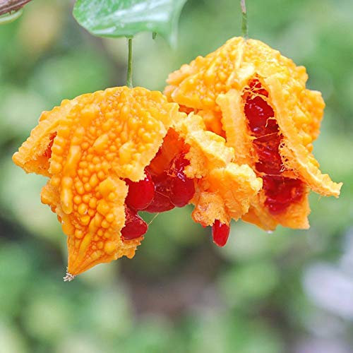 Potseed 10pcs charantia Seeds Bitter melon Gourd Squash Organic Fruit Garden Wonderful Gardening Gifts
