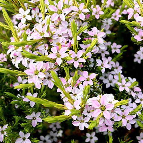 Diosma Sunset Gold Plant | Spring White Flowering Confetti Bush | Garden Ready Fishermans Plant | Outdoor Shrub for Rockery Borders Patio in Pot (20-30cm Incl. Pot)