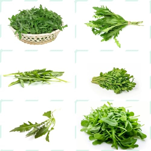 35 pcs rucola pflanzen winterhart samen - gemüsesaat kräuterbeet kübelpflanzen winterhart mehrjährig,Eruca sativa, bonsai topf seeds büropflanzen gemüsesaat gemüsesamen alte sorten