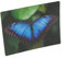 3D Magnet Blauer Morphofalter