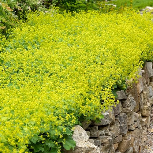 Bloomique - 3er Set - Alchemilla Mollis - Frauenmantel - Gartenpflanzen - Winterhart - Höhe 10-20cm - Topf 9x9cm