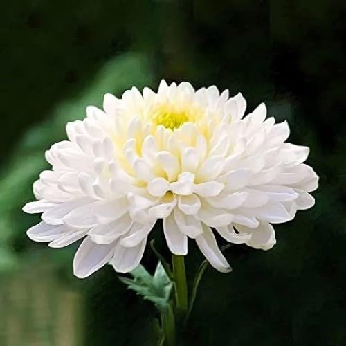 80pcs White Chrysanthemum Flower Seeds