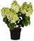 Rispen-Hortensie 'Magical Mont Blanc', Hydrangea, Gartenpflanze, pflegeleicht, Blütenstrauch, weißblühend, winterhart, dekorative Pflanze