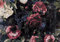 Fototapete Vintage Blumen Rosen Retro Pfingstrose Schwarz Romantisch Wohnzimmer Schlafzimmer Wandtapete Vlies Tapete UV-Beständig Montagefertig (13534, V8 (368x254 cm) 4 Bahnen)