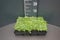 25 Blauer Bubikopf, Isotoma, Gaudich Bodendecker Rasen-Ersatz T9x9 trittfest, begehbar! x