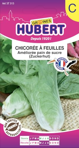 Graines de Chicorée à Feuilles Améliorée pain de sucre - 3 grammes
