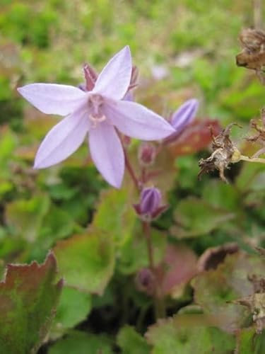 Campanula poscharskyana Lisduggan - Glockenblume Verpackungseinheit 5