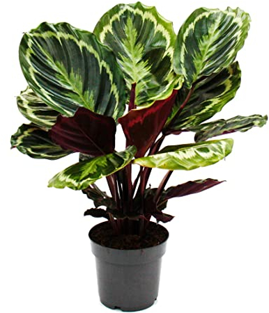 Exotenherz Schattenpflanze mit ausgefallenem Blattmuster - Calathea Medaillon - 14cm Topf - ca. 50cm hoch