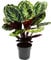 Exotenherz - Schattenpflanze mit ausgefallenem Blattmuster - Calathea Medailon - 14cm Topf - ca. 50cm hoch