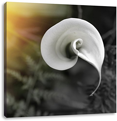 Pixxprint Calla Lilie Blüte, Größe: 60x60 cm, Leinwandbild Quadratisch, Wandbild, Kunstdruck, fertig bespannt