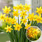 Plant in a Box - Narcissus Tête-à-Tête x50 - Bulbes de Jonquille - Bulbes de fleurs vivaces résistantes au froid pour le jardin, la terrasse ou le balcon