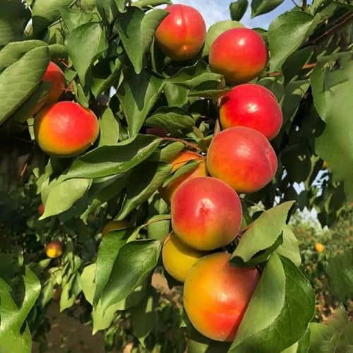 5 piezas semillas de albaricoquero fruta columnar resistente Semillas de albaricoquero decoracion de jardin cultivo de semillas árboles frutales columnares Las plantas de jardín son