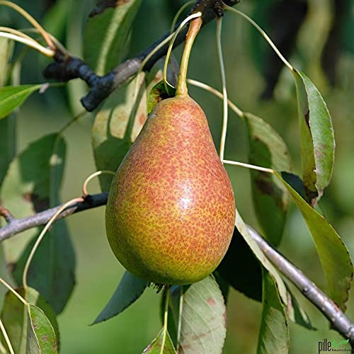 Birnenbaum Pyrus communis Gute Luise | bis zu 600 cm Wuchshöhe und 400 cm Breite | geeignet für Säfte und Frischverzehr | Liefergröße 120-160 cm