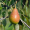 Birnenbaum Pyrus communis Gute Luise | bis zu 600 cm Wuchshöhe und 400 cm Breite | geeignet für Säfte und Frischverzehr | Liefergröße 120-160 cm