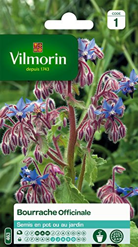 Vilmorin 5873545 Bourrache officinale Violet 9 x 0,5 x 16 cm