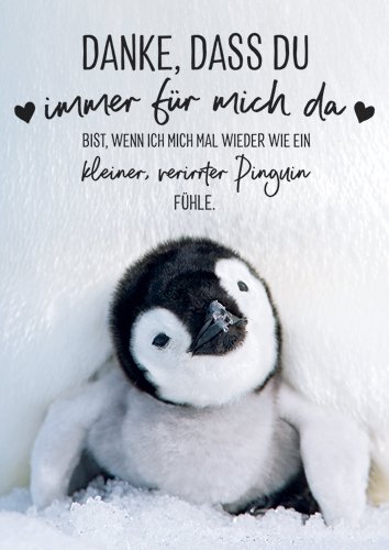 10er-Pack: Postkarte A6 +++ LUSTIG von modern times +++ WIE EIN KLEINER, VERIRRTER PINGUIN +++ ZWEITGEIST Foto: wildlifephotography.de/Thorsten