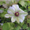 Waldrebe 'Miss Bateman' - Clematis ‘Miss Bateman' - 50-60 cm Topf