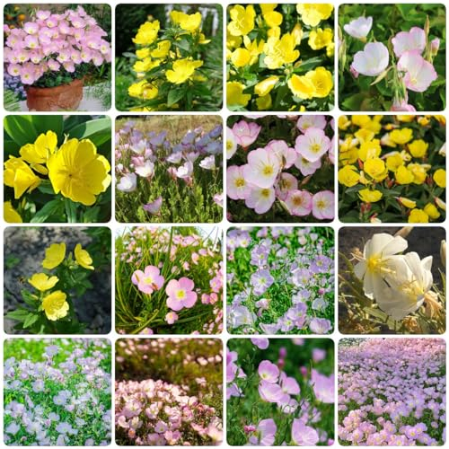150 pcs nachtkerze saatgut samen - geschenke für,Oenothera biennis, topfpflanzen wiesensaatgut bodendecker winterhart wildblumensamen geschenke für ältere menschen