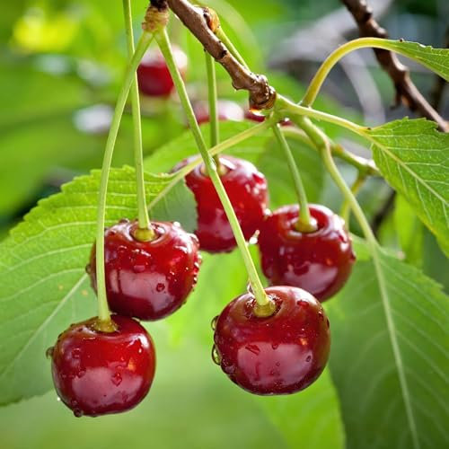 GreenboutiQ - Plante fruitière - Cerisier - Prunus avium Regina - Cerise Rouge - Pot 21cm Hauteur 90cm