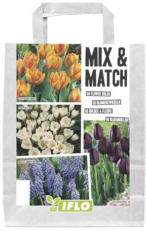 Blumenzwiebeln in Geschenkverpackung - Zwiebeln, Knollen verschiedener winterharter Pflanzen für Garten und Balkon - bunt, mehrjährig, für Topf und Beet (Mix & Match Orange-Schwarz 50St.)