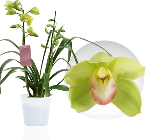 Orchideen Echte Pflanzen Cymbidium Grüne - 1 Zimmerpflanzen aus Holland