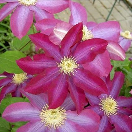 Halbprinzessin-Rosa Clematis