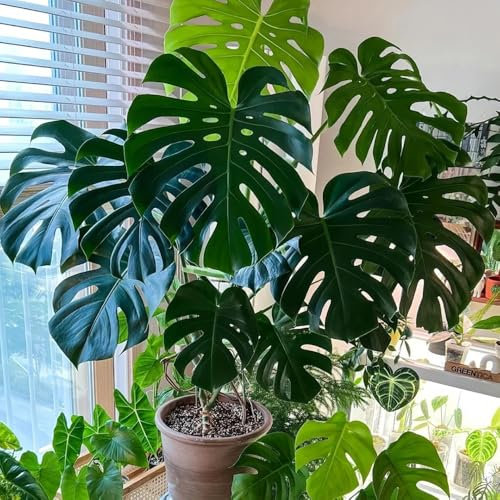 30 pz Semi di Monstera Deliciosa semi di fiori regalo decorazione pianta semi di prato di fiori selvatici perenni Semi di Monstera Deliciosa, piante d'appartamento che purificano l'aria