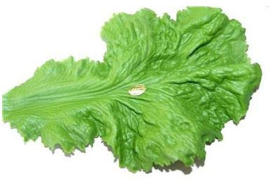 BALSAT Lechuga Pescaderia Artificial Homologada con Registro Sanitario. Decoracion pescaderias - Paquete de 12 ud.