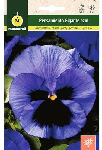 Mascarell Semillas, PENSAMIENTO GIGANTE AZUL CENTRO NEGRO, Semillas Flores Exterior para Decoración, 0,25 Gramos