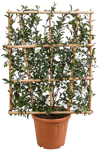 Dehner Purpur-Glanzmispel Robusta Compacta, Photinia fraseri, immergrüner Strauch, an Spalier gebunden, 120-140 cm, 20 l Topf, Heckenpflanze