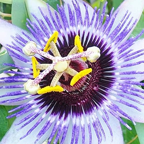 GardenersDream Passiflora Damsels Delight - Rosa-Lila Passionsblume Pflanze - Kletterpflanzen Bicolor - Balkon Pflanzen Außergewöhnlich