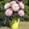 New 50 pcs Dahlia (Not Dahlia Bulbs) Flower Seeds for Gardening Light Purple