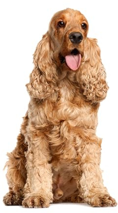 kleberio Aufkleber Cocker Spaniel wasserfest Familie Aufkleber Langhaar Englisch Jagd Welpe Tier Sticker Deko Autoaufkleber 26 x 16 cm