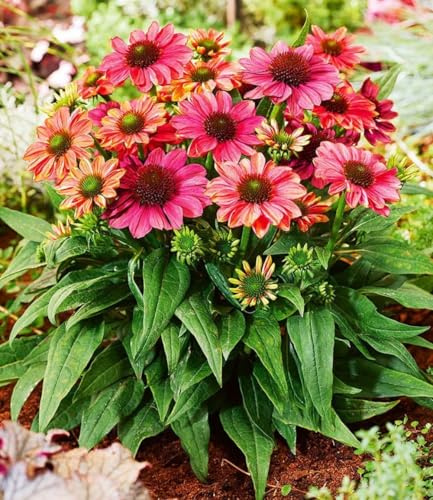 BALDUR Garten 3x Echinacea Evolution, Pflanzen im 9x9 cm-Topf | winterharte Staude, mehrjährig, Wasserbedarf gering, für Standort in der Sonne geeignet, blühend, Blickfang