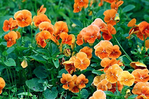 Viola Boxed Bedding 24 x Orange Garden Ready Violas (Live Plants)