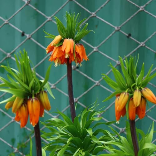 15 pcs kaiserkronen knollen mehrjährig - Fritillaria - balkonpflanzen winterhart, balkonblumen kaiserkrone kaufen zwiebel outdoor pflanzen winterharte stauden für pralle sonne deko