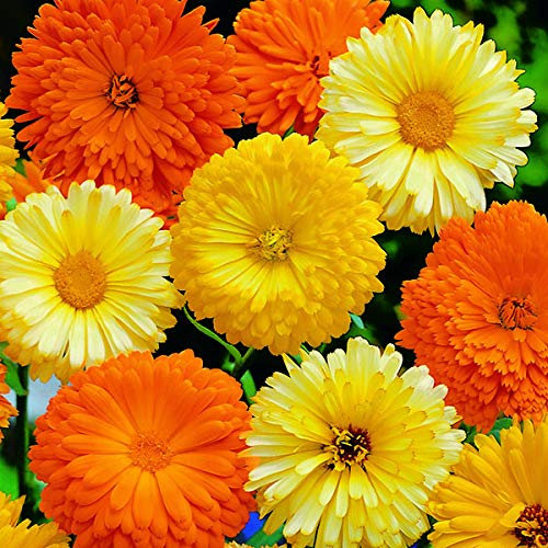 CALENDULA OFFICINALIS NR.300 SEMI