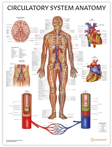 Poster zur Anatomie des Kreislaufsystems, 45 x 60 cm, Gefäßversorgung, Arterien und Venen, menschlicher Körper, menschliche Anatomie