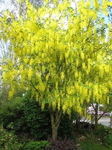 Goldregen Baum selten auffällig