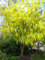 Goldregen Baum selten auffällig