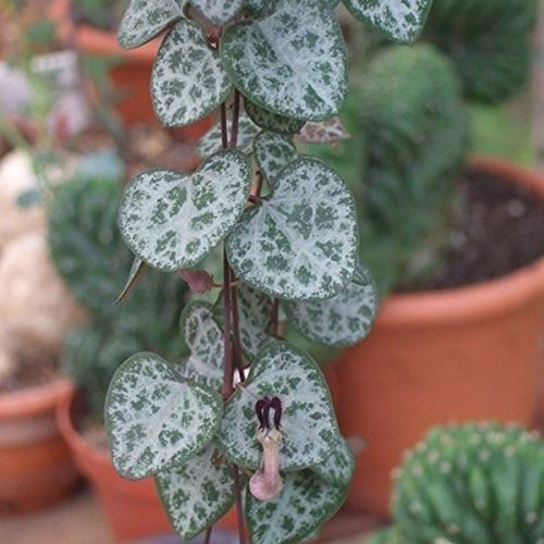 Ceropegia Woodii Trailing House Plant in 8cm Pot. Chain of Hearts