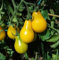 NO-GMO 30 Samen, gelbe Birne Tomatensamen, ideal für Salate Erboom Samen