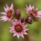 Dachwurz Katopia - Sempervivum arachnoideum