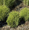 Lebensbaum Tiny Tim 15-20cm - Thuja occidentalis