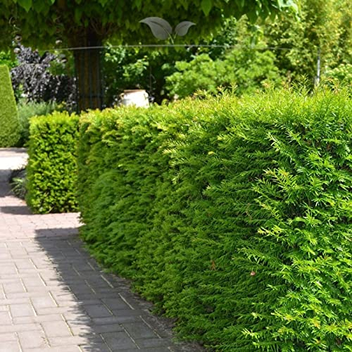 Gardline - Taxus media Hillii 140-160 cm. 3-200 Eiben. Eibenhecke - grüne Sichtschutz Hecke - 120 St. (ca. 48 Meter)