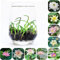 Graines de fleurs de lotus, plantes vivaces rustiques pour jardin et intérieur, graines de lotus d'eau à haute germination, décoration de maison et de bureau