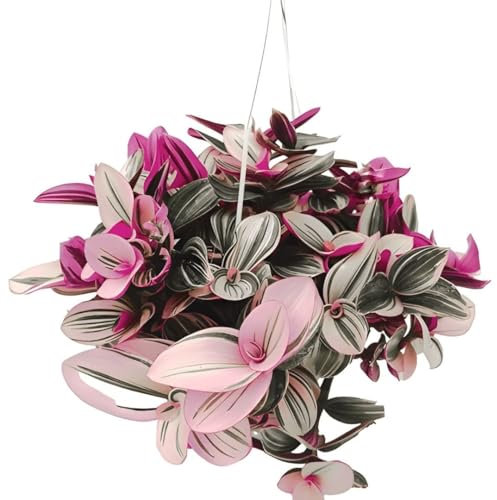 I Giardini di Giulia Tradescantia Nanouk in Vaso 20cm, Pianta Vera da Interno, Altezza 28-32cm, Foglie Variegate Rosa-Verde-Bianco, Decorazione Casa e Ufficio, Facile Manutenzione. Pianta vera