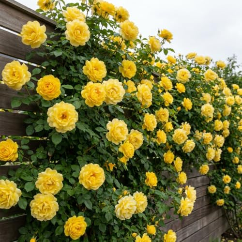 Rosa Rampicante Giallo - 2 Piante - Piante Vere da Esterno | Perenni & Resistenti, Piante dall'Olanda, Per Pergolati e Archi (no semi, non artificiale)